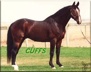 Billy has five horses but, Cuffs Pictured here is his all time favorite!