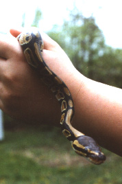 Daygo African Royal (Ball) Python