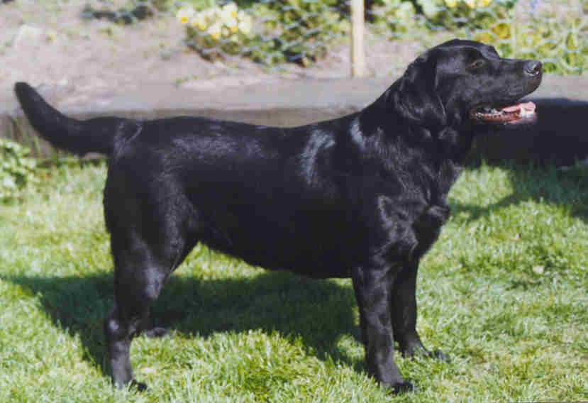 Hi I take care of Ryan Let me tell you what I do - Boy do I have to work for my dinner!