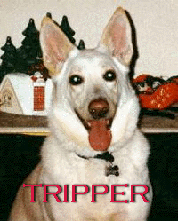 Billys Dog Tripper - The sweetest baby around!